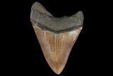 Fossil Megalodon Tooth - Serrated Blade #130703-1